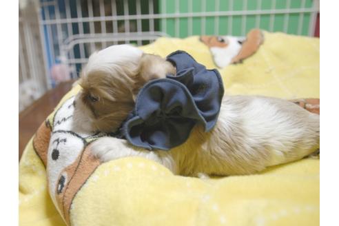 成約済の埼玉県のキャバリアキングチャールズスパニエル-54234の2枚目